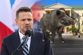 Dzieje się Pójdą pod ratusz w sprawie dzików. Urzędnicy przepraszają, a Trzaskowski ma problem