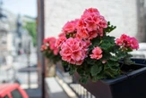 Kwiaty balkonowe Za radą ogrodnika podlewam tym swoje pelargonie w okresie kwitnienia. Bujne kwiaty d…