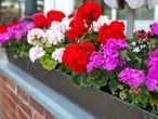 Dom i ogród Pelargonie słabo kwitną? Podlej je tą miksturą, wysyp kwiatów gwarantowany aż do póź…