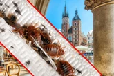 Lepiej uważać! Plaga pluskiew dotarła do Krakowa