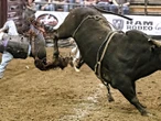 Co się stało? Miasto zakazało ujeżdżania byków! Rodeo zostało odwołane