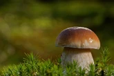 Strefa dobrego smaku Marynowane grzyby po włosku! Dzieki temu przepisowi zaskoczysz nawet teściową. Koniec z klasycznymi, gotowymi marynatami. Zobacz, jakie to proste