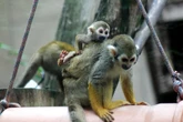 ZOBACZ ZDJĘCIA Cud narodzin w Warszawskim ZOO. Rozkoszne sajmirki zachwyciły opiekunów
