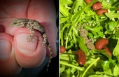 Szok! Szok! Pani Karolina robiła sałatkę. W opakowaniu rukoli znalazła żywą jaszczurkę!