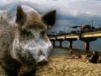 Nagranie trafiło do sieci Nietypowi plażowicze w popularnym kurorcie. Na plaży pojawiły się dziki