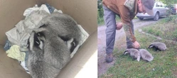 Maleństwa uratowane przez leśników Ich mama została rozjechana przez samochód. Trójka maluszków błąkała się po okolicy