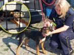 Niecodzienna interwencja Błąkał się na Trasie Zamkowej, mógł zginąć pod kołami. Strażnicy miejscy ruszyli na …