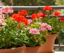 Kwiaty balkonowe Rozpuść w wodzie i podlewaj pelargonie na balkonie co 2 tygodnie. Bujne kwiaty będą wylewać się z doniczek przez całe lato. Domowy nawóz do pelargonii