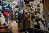 Kobieta odpowie za piekło czwornogów Koszmar w nielegalnej hodowli psów. Prawie 40 zwierząt w skandalicznych warunkach!