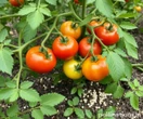 Uprawa pomidorów Żadna zaraza nie tknie Twoich pomidorów. Już dziś rozcieńcz z 1 l wody i spryskaj pomidory. Domowy oprysk na zarazę ziemniaczaną pomidorów