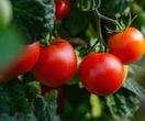 Porady Letnie nawożenie warzywniaka. Ta naturalna herbatka sprawi, że warzywa będą pyszne