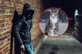Zwierzę nie przeżyło... 20-latek adoptował kota, by go skatować. Usłyszał wyrok. Sąd znacznie surowszy od pr…