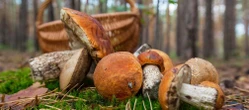 Tam zapełnisz koszyk Gdzie zbierać grzyby pod Krakowem? 10 najlepszych miejsc według AI