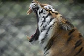 Co o tym myślisz? Zoo zamieściło ogłoszenie. Nie zgadniesz, o co proszą, ludzie byli w szoku