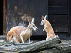 JEST PRZEŚLICZNY! Mały kangur podbija serca w warszawskim ZOO! Wybierz imię dla uroczego malucha