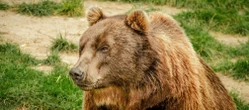 Zwabił go miód Niedźwiedź w pobliżu ludzkich zabudowań. Zwabił go miód