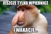 padniesz ze śmiechu! Zakończenie roku w memach! Uczniowie świętują, nauczyciele oddychają z ulgą [GALERIA]