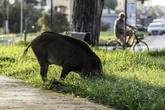SZOK Kolarze zderzyli się ze stadem dzików. Interweniowała straż i pogotowie