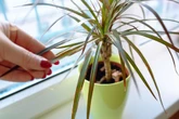 Kwiaty doniczkowe Bez tego Twoja dracena nie będzie zielona. Raz na dwa tygodnie musisz zrobić z nią to. Pielęgnacja draceny