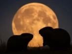 Warto spojrzeć w niebo! Nadchodzi czas bobrów i Superksiężyca. Niezwykła pełnia rozświetli listopadowe niebo