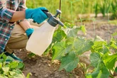 Zdrowe zbiory Ekologiczny rolnik zdradził mi przepis na oprysk na ogórki. Prosty i naturalny środe…
