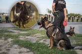 Szokujące zdarzenie! Policyjny pies zmarł w męczarniach, drugi omal nie ugotował się na śmierć! Policja o…