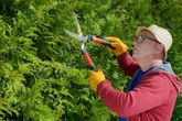 dom i ogród Ostatnie cięcie tui w sezonie. Nie przegap letniego terminu, bo tuje diabli wezmą