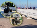 Wyjątkowa atrakcja turystyczna Skrzydlata gra w chowanego. Niezwykłe rzeźby, które podbijają serca turystów w nadmorskim kurorcie