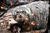 urzekł wszystkich! Manul z poznańskiego Zoo jest najpiękniejszy na świecie! Magellan nie miał sobie rów…