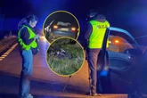 WYPADEK Pijany kierowca BMW potrącił rowerzystę i uciekł! Ruszyło go sumienie, ale było za późno