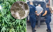 akcja policji W ogrodzie uprawiał konopie indyjskie. Grozi mu nawet 10 lat więzienia