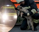 Tragedia na drodze Czekał cierpliwie, aż służby uwolnią jego właściciela. Piesek przeżył wypadek, mężczyzna już nie!