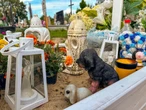 Tragedia na strzeżonej plaży Ten widok na grobie Timiego wyciska łzy. Rodzina w rozpaczy, nie mogą doczekać spraw…