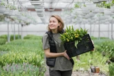 Dom i ogród Ogławianie tulipanów, to sekret holenderskich ogrodników. Oto co zrobić z tulipanami…