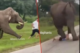 Szokujące wideo Turysta chciał selfie ze słoniem. Gorzko tego pożałował