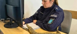 Co tam się działo?! Afera z aligatorem w Iławie! Gad na biurku policjantki