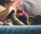 Kocie potrzeby Twój kot jest szczęśliwy? 9 na 10 opiekunów kotów w Polsce uważa, że ich kot ma unikalną osobowość
