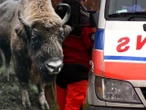 Groźny wypadek Auto zderzyło się z żubrem. Dwie osoby trafiły do szpitala