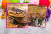 WSZYSTKIEGO NAJLEPSZEGO! Marta świętuje 95. urodziny. Seniorka jest gwiazdą ogrodów zoologicznych