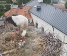 witamy na świecie Ależ radość w Przygodzicach. Najsłynniejsze gniazdo bocianów znów ugościło nowe pisk…