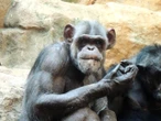 MNÓSTWO ATRAKCJI ZOO zaprasza na urodzinową dyskotekę. Tak swoje urodziny będzie obchodzić 40-letni szympans Szymon