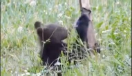 Nie miał litości Mały niedźwiadek zauważył fotopułapkę i ruszył do ataku! Nagranie będzie hitem internetu?
