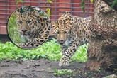 ŚWIETNE WIEŚCI Nowa mieszkanka zoo w Warszawie. Na wolności żyje tylko 130 osobników