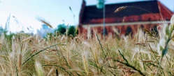 Mieli kosić trawniki... i się wycofali! A Szczecin zarasta jak dzika łąka