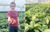 Truskawki Ceny truskawek. Plantator rozwiewa wątpliwości. "Wysyp potrwa jeszcze tydzień"