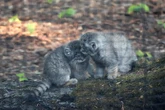 Nowi mieszkańcy ZOO Ula i Manuel zostali rodzicami. Niezwykłe wydarzenie w Gdańsku