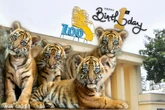 Co za słodziaki! O tym "cudzie" mówił cały świat! Zoo Wrocław będzie świętować pierwsze urodziny czwo…