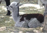 Znamy wyniki głosowania Warszawiacy wybrali imię najmłodszej aplace w stołecznym ZOO. Był jeden warunek