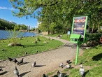 sprawdziliśmy, jak działa Ptasi Bufet nad bydgoskim Balatonem. Tak mieszkańcy karmią z głową!