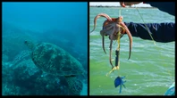 Przyroda i człowiek 8 czerwca wypada Światowy Dzień Oceanów. Tu warto poruszyć ważny dla świata temat